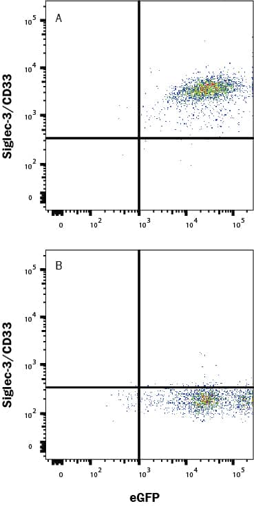 HEK293 human embryonic kidney cell line transfected with either (A) human Siglec-3/CD33 or (B) irrelevant protein and eGFP was stained with Llama Anti-Human Siglec-3/CD33 Llamabody VHH hIgG2 Monoclonal Antibody (Catalog # LMAB10888) followed by Allophycocyanin-conjugated Goat Anti-Human Secondary Antibody (F0135). Staining was performed using our Staining Membrane-associated Proteins protocol.