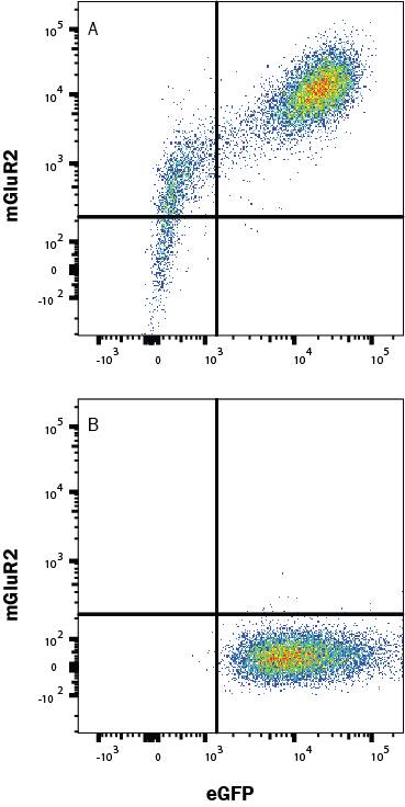 Flow Cytometry mGluR2 Antibody (421614) [Unconjugated]