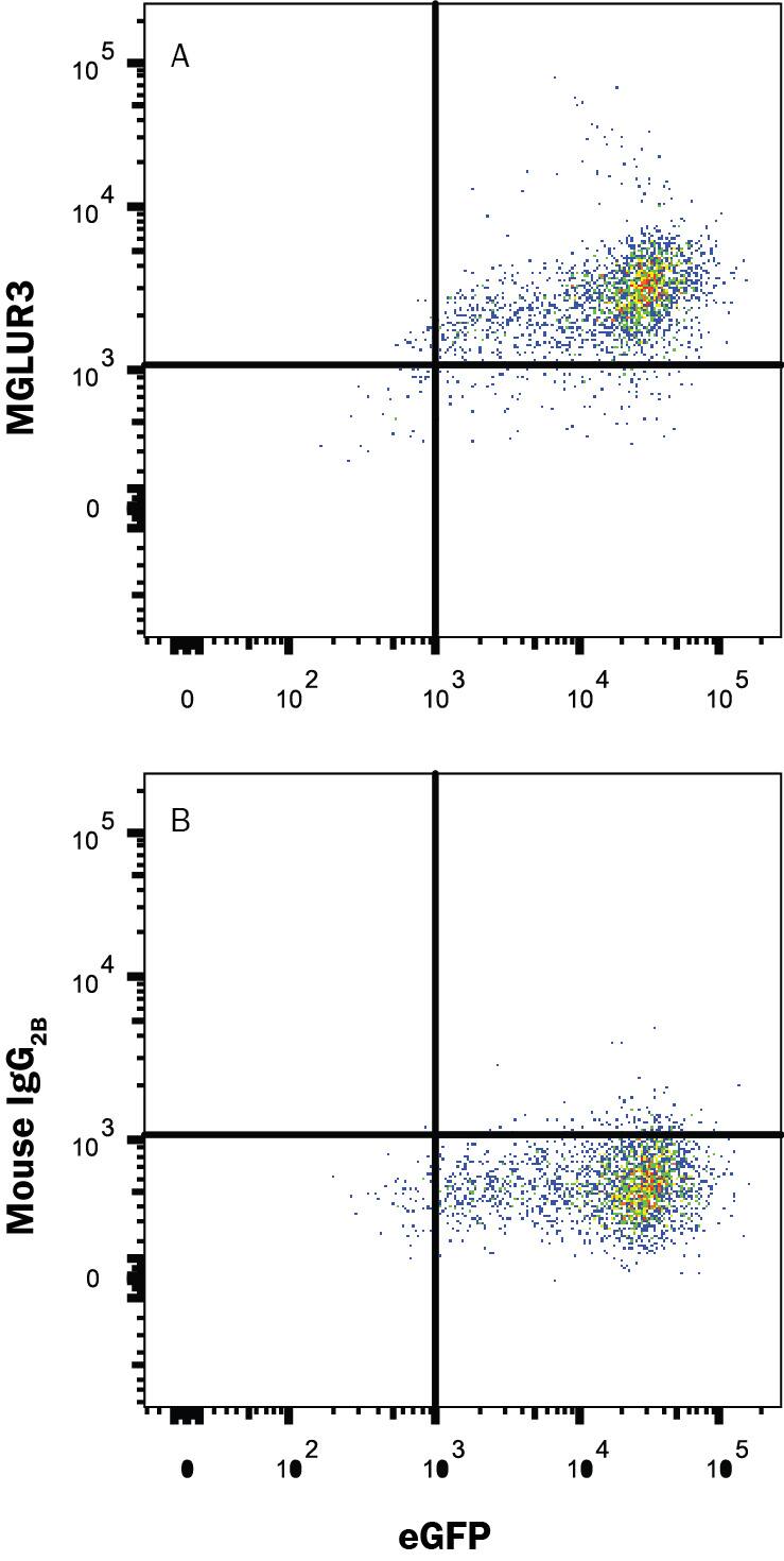 HEK293 human embryonic kidney cell line transfected with human mGluR3 and eGFP was stained with (A) Mouse Anti-Human mGluR3 Monoclonal Antibody (Catalog # MAB46681) or (B) Mouse IgG2B isotype control antibody (Catalog # MAB0041) followed by APC-conjugated Anti-Mouse IgG Secondary Antibody (Catalog # F0101B). Staining was performed using our Staining Membrane-associated Proteins protocol.
