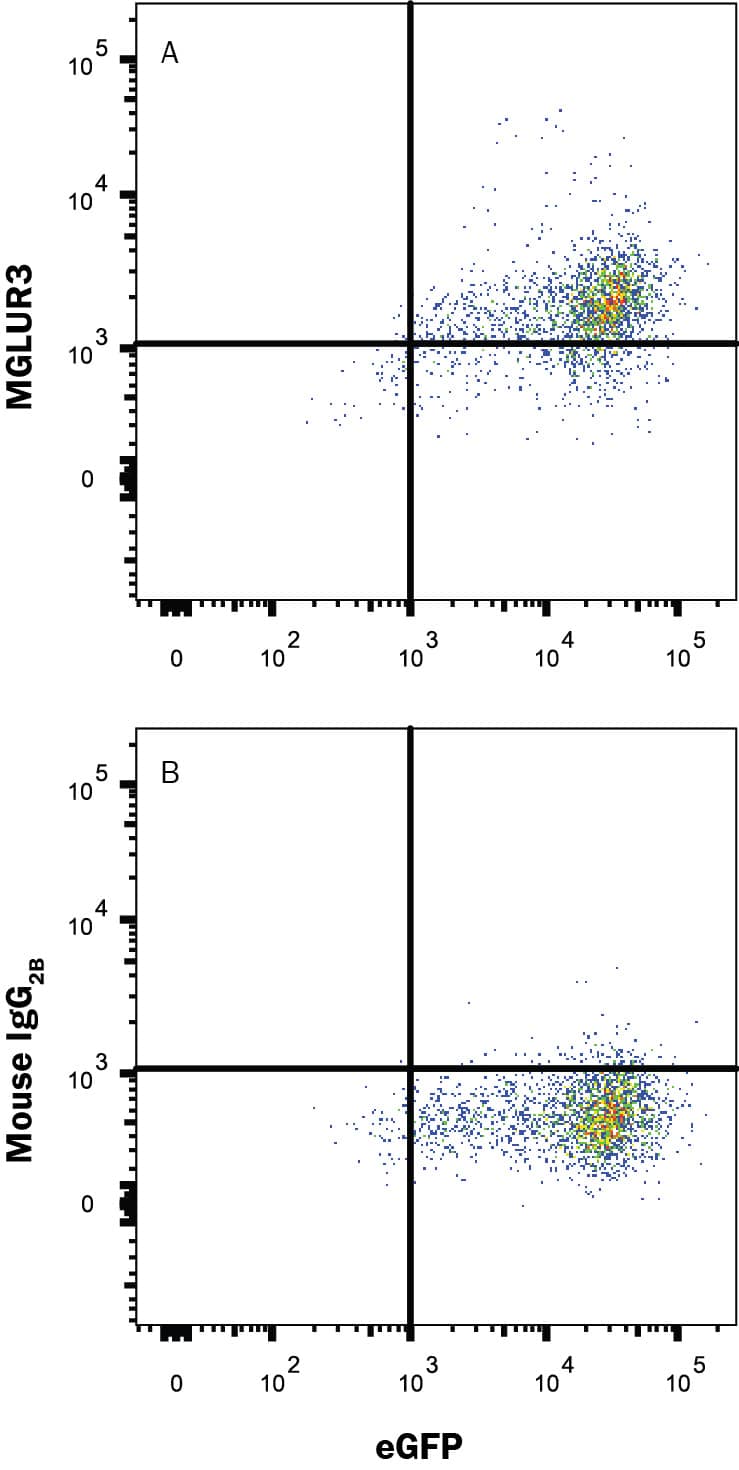 HEK293 human embryonic kidney cell line transfected with human MGLUR3 and eGFP was stained with (A) Mouse Anti-Human MGLUR3 Monoclonal Antibody (Catalog # MAB4668) or (B) Mouse IgG2B isotype control antibody (Catalog # MAB0041) followed by APC-conjugated Anti-Mouse IgG Secondary Antibody (Catalog # F0101B). View our protocol for Staining Membrane-associated Proteins.
