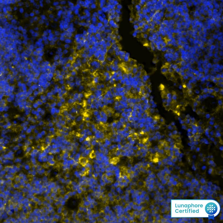 FasL was detected in immersion fixed paraffin-embedded sections of human Tonsil using Mouse Anti-Human FasL Monoclonal Antibody (Catalog # MAB0951) at 3ug/mL at 37 ° Celsius for 4 minutes. Before incubation with the primary antibody, tissue underwent an all-in-one dewaxing and antigen retrieval preprocessing using PreTreatment Module (PT Module) and Dewax and HIER Buffer H (pH 9; Epredia Catalog # TA-999-DHBH). Tissue was stained using the Alexa Fluor™ 647 Goat anti-Mouse IgG Secondary Antibody at 1:200 at 37 ° Celsius for 2 minutes. (Yellow; Lunaphore Catalog # DR647MS) and counterstained with DAPI (blue; Lunaphore Catalog # DR100). Specific staining was localized to the membrane. Protocol available in COMET™ Panel Builder.​​