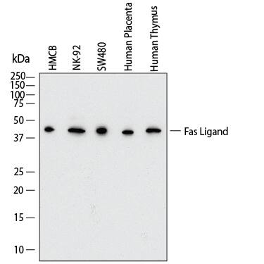 Western Blot shows lysates of HMCB human bowes melanoma cell line, NK‑92 human natural killer lymphoma cell line, SW480 human colorectal adenocarcinoma cell line, human placenta and human thymus. PVDF membrane was probed with 2 µg/ml of Mouse Anti-Human Fas Ligand/TNFSF6 Monoclonal Antibody (Catalog # MAB0951) followed by HRP-conjugated Anti-Mouse IgG Secondary Antibody (Catalog # HAF018). A specific band was detected for Fas Ligand/TNFSF6 at approximately 40 kDa (as indicated).  This experiment was conducted under reducing conditions and using Western Blot Buffer Group 1.