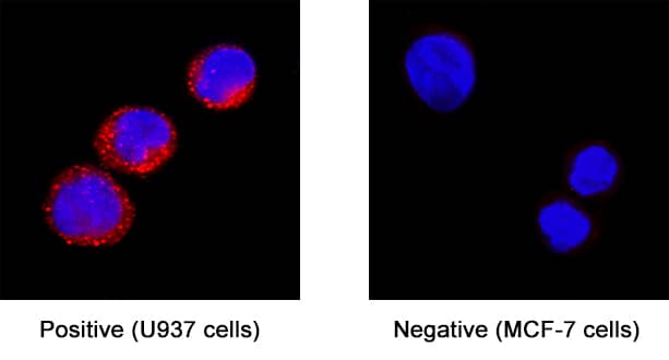 SIRP delta was detected in immersion fixed U937 human histiocytic lymphoma cell line (left panel; positive staining) and MCF‑7 human breast cancer cell line (right panel; negative staining) using Rabbit Anti-Human/Mouse/Rat SIRP delta Monoclonal Antibody (Catalog # MAB101381) at 3 µg/mL for 3 hours at room temperature. Cells were stained using the NorthernLights™ 557-conjugated Anti-Rabbit IgG Secondary Antibody (red; NL004) and counterstained with DAPI (blue). Specific staining was localized to cytoplasm. Staining was performed using our protocol forFluorescent ICC Staining of Non-adherent Cells.