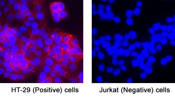 CD44 was detected in immersion fixed HT‑29 human colon adenocarcinoma cell line (Positive) & absent in Jurkat human acute T cell leukemia cell line (Negative) using Mouse Anti-Human CD44 Monoclonal Antibody (Catalog # MAB10146) at 8 µg/mL for 3 hours at room temperature. Cells were stained using the NorthernLights™ 557-conjugated Anti-Mouse IgG Secondary Antibody (red; Catalog # NL007) and counterstained with DAPI (blue). Specific staining was localized to cell membrane. View our protocol for Fluorescent ICC Staining of Cells on Coverslips.