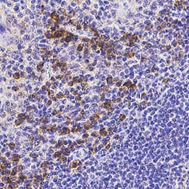 CLEC17A was detected in immersion fixed paraffin-embedded sections of Human Tonsil using Mouse Anti-Human CLEC17A Monoclonal Antibody (Catalog # MAB10147) at 5 &micro;g/mL for 1 hour at room temperature followed by incubation with the Anti-Mouse IgG VisUCyte&trade; HRP Polymer Antibody (Catalog # VC001). Before incubation with the primary antibody, tissue was subjected to heat-induced epitope retrieval using VisUCyte Antigen Retrieval Reagent-Basic (Catalog # VCTS021). Tissue was stained using DAB (brown) and counterstained with hematoxylin (blue). Specific staining was localized to lymphocytes. View our protocol for IHC Staining with VisUCyte HRP Polymer Detection Reagents.