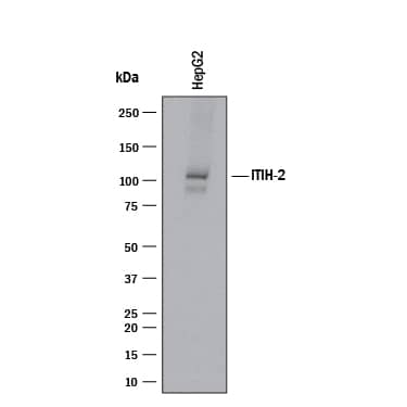 Western Blot ITIH2 Antibody (1023658) [Unconjugated]