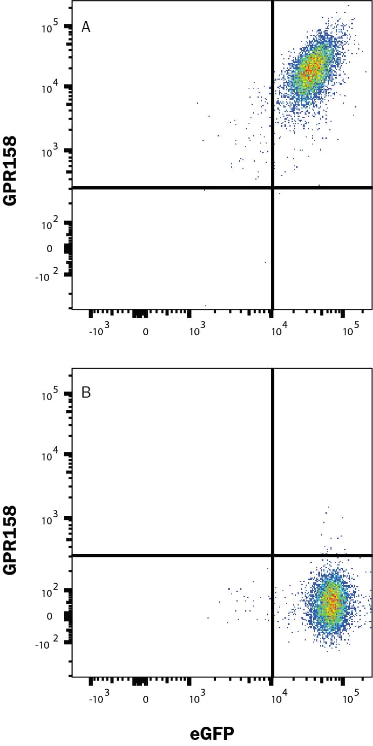 HEK293 human embryonic kidney cell line transfected with (A) human GPR158 or (B) irrelevant protein, and eGFP was stained with Mouse Anti-Human GPR158 Monoclonal Antibody (Catalog # MAB102861) followed by Allophycocyanin-conjugated Anti-Mouse IgG Secondary Antibody (F0101B). Quadrant markers were set based on control antibody staining (MAB0041). Staining was performed using our Staining Membrane-associated Proteins protocol.
