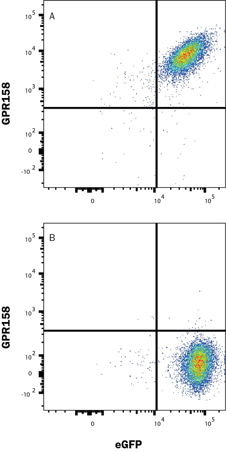 HEK293 human embryonic kidney cell line transfected with (A) human GPR158 or (B) irrelevant protein, and eGFP was stained with Mouse Anti-Human GPR158 Monoclonal Antibody (Catalog # MAB10286) followed by Allophycocyanin-conjugated Anti-Mouse IgG Secondary Antibody (F0101B). Quadrant markers were set based on control antibody staining (MAB002). Staining was performed using our Staining Membrane-associated Proteins protocol.