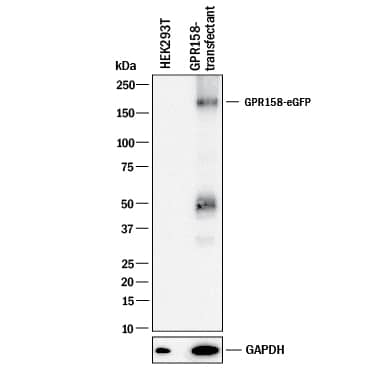 Western blot shows lysates of HEK293T human embryonic kidney cell line either mock transfected or transfected with human GPR158. PVDF membrane was probed with 1 µg/mL of Mouse Anti-Human GPR158 Monoclonal Antibody (Catalog # MAB10286) followed by HRP-conjugated Anti-Mouse IgG Secondary Antibody (HAF018). A specific band was detected for GPR158 at approximately 175 kDa (as indicated). GAPDH (MAB5718) is shown as a loading control.This experiment was conducted under reducing conditions and using Western Blot Buffer Group 1.