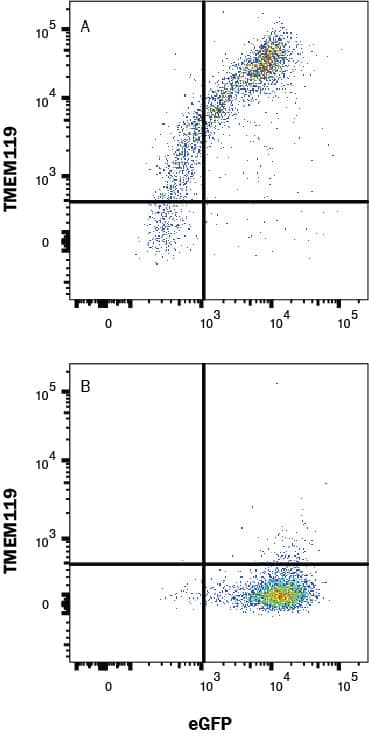 HEK293 human embryonic kidney cell line transfected with (A) human TMEM119 or (B) irrelevant protein, and eGFP was stained with Rabbit Anti-Human TMEM119 Monoclonal Antibody (Catalog # MAB103131) followed by Allophycocyanin-conjugated Anti-Rabbit IgG Secondary Antibody (F0111). Quadrant markers were set based on Rabbit IgG Isotype Control (MAB1050, data not shown). Staining was performed using our Staining Membrane-associated Proteins protocol.