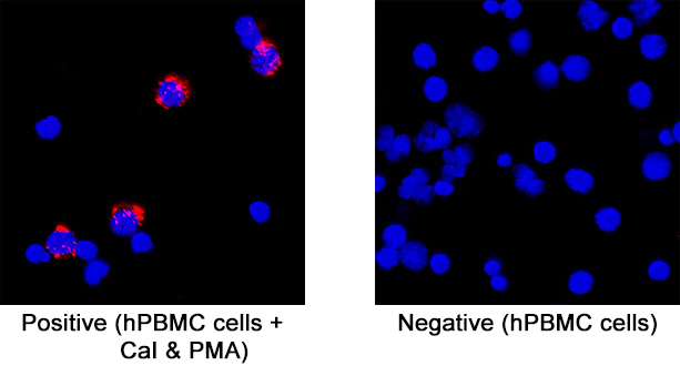 <b>Biological Strategies Validation. </b>IL‑2 was detected in immersion fixed human peripheral blood mononuclear cells (PBMCs) treated with ionomycin and PMA (left panel; positive staining) and untreated PBMCs (right panel; negative control) using Mouse Anti-Human IL‑2 Monoclonal Antibody (Catalog # MAB104421) at 8 &micro;g/mL for 3 hours at room temperature. Cells were stained using the NorthernLights&trade; 557-conjugated Anti-Mouse IgG Secondary Antibody (red; NL007) and counterstained with DAPI (blue). Specific staining was localized to cytoplasm. Staining was performed using our protocol for Fluorescent ICC Staining of Non-adherent Cells.