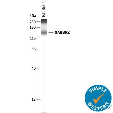 Simple Western GABA-B R2 Antibody (2605C) [Unconjugated]