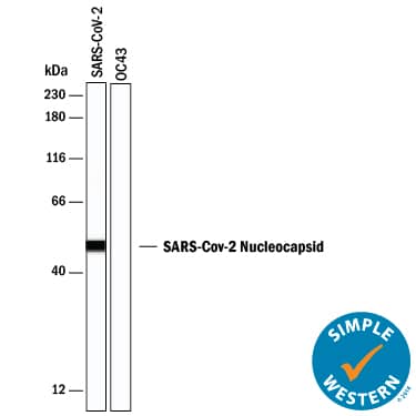 Simple Western lane view shows recombinant SARS-CoV-2 Nucleocapsid (positive sample) and OC43 coronavirus lysate (negative control), loaded at 0.2 mg/mL. A specific band was detected for Nucleocapsid at approximately 50 kDa (as indicated) using 20 µg/mL of Mouse Anti-SARS-CoV-2 Nucleocapsid Monoclonal Antibody (Catalog # MAB104742) . This experiment was conducted under non-reducing conditions and using the 12-230 kDa separation system.