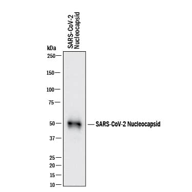 Western blot shows recombinant SARS-CoV-2 Nucleocapsid protein. PVDF membrane was probed with 1 µg/mL of Rabbit Anti-SARS-CoV-2 Nucleocapsid Monoclonal Antibody (Catalog # MAB10475) followed by HRP-conjugated Anti-Rabbit IgG Secondary Antibody (HAF008). A specific band was detected for Nucleocapsid at approximately 52 kDa (as indicated). This experiment was conducted under reducing conditions and using Western Blot Buffer Group 1.