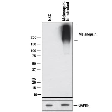 Western Blot Melanopsin Antibody (628737) [Unconjugated]