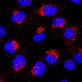 GM2/GD2 Synthase/ B4GALNT1 was detected in immersion fixed U‑251 MG human glioblastoma cell line using Mouse Anti-Human GM2/GD2 Synthase/ B4GALNT1 Monoclonal Antibody (Catalog # MAB105031) at 8 µg/mL for 3 hours at room temperature. Cells were stained using the NorthernLights™ 557-conjugated Anti-Mouse IgG Secondary Antibody (red; NL007) and counterstained with DAPI (blue). Specific staining was localized to cytoplasm. Staining was performed using our protocol for Fluorescent ICC Staining of Non-adherent Cells.