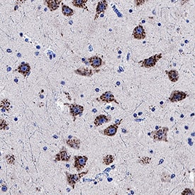 Immunohistochemistry B4GALNT1 Antibody (1024912) [Unconjugated]