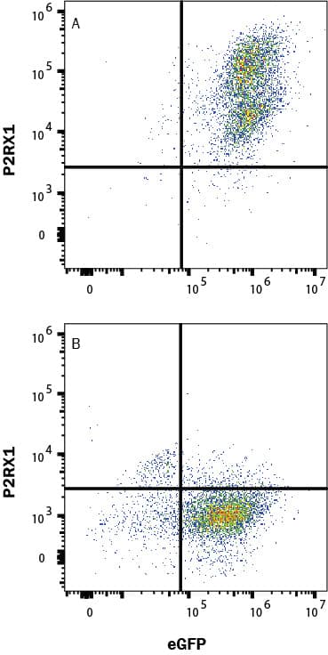 HEK293 human embryonic kidney cell line transfected with either (A) human P2X1/P2RX1 or (B) irrelevant protein, and eGFP, was stained with Mouse anti-human P2X1/P2RX1 monoclonal antibody (Catalog # MAB10533) followed by Allophycocyanin-conjugated anti-Mouse IgG Secondary Antibody (&lt;a class=NoLineLink href=