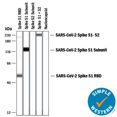 Simple Western lane view shows recombinant SARS-CoV-2 Spike S1 RBD (receptor binding domain) protein, recombinant SARS-CoV-2 Spike S1 subunit protein, recombinant SARS-CoV-2 Spike S2 subunit protein (negative sample), recombinant SARS-CoV-2 Spike S1/S2 subunit protein, and recombinant SARS-CoV-2 Nucleocapsid protein (negative sample), loaded at 0.2 mg/mL. Specific bands were detected for SARS-CoV-2 Spike S1 RBD at approximately 50kDa, SARS-CoV-2 Spike S1 subunit at approximately 129kDa, and SARS-CoV-2 Spike S1/S2 subunit at approximately 230kDa (as indicated) using 20 µg/mL of Mouse Anti-SARS-CoV-2 Spike RBD Monoclonal Antibody (Catalog # MAB105401) . This experiment was conducted under reducing conditions and using the 12-230 kDa separation system.