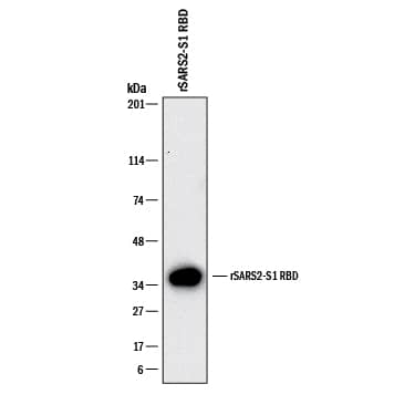 Western blot shows recombinant SARS-CoV-2 Spike RBD protein. PVDF membrane was probed with 2 µg/mL of Mouse Anti-SARS-CoV-2 Spike RBD Monoclonal Antibody (Catalog # MAB105401) followed by HRP-conjugated Anti-Mouse IgG Secondary Antibody (HAF018). A specific band was detected for SARS-CoV-2 Spike RBD at approximately 35 kDa (as indicated). This experiment was conducted under reducing conditions and using Western Blot Buffer Group 1.