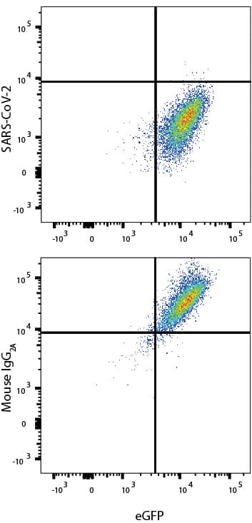 In a functional flow cytometry test, Recombinant SARS-Cov-2 Spike RBD His-tagged protein (10500-CV) binds to HEK293 human embryonic kidney cell line transfected with recombinant human ACE-2 and eGFP. (A) Binding is completely blocked by 50 µg/mL of Mouse Anti-SARS-Cov-2 Spike RBD Monoclonal Antibody (Catalog # MAB105406) but not by (B) Mouse IgG2A Isotype Control (MAB003). Protein binding was detected with Mouse Anti-His APC-conjugated Monoclonal Antibody (IC050A). Staining was performed using our Staining Membrane-Associated Proteins protocol.