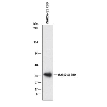 Western blot shows recombinant SARS-CoV-2 Spike RBD protein. PVDF membrane was probed with 2 µg/mL of Mouse Anti-SARS-CoV-2 Spike RBD Monoclonal Antibody (Catalog # MAB10540) followed by HRP-conjugated Anti-Mouse IgG Secondary Antibody (HAF018). A specific band was detected for SARS-CoV-2 Spike RBD at approximately 35 kDa (as indicated). This experiment was conducted under reducing conditions and using Western Blot Buffer Group 1.