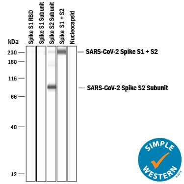 Simple Western lane view shows recombinant SARS-CoV-2 Spike S1 RBD (receptor binding domain) protein (negative sample), recombinant SARS-CoV-2 Spike S1 subunit protein (negative sample), recombinant SARS-CoV-2 Spike S2 subunit protein, recombinant SARS-CoV-2 Spike S1 /S2 Subunit protein, and recombinant SARS-CoV-2 Nucleocapsid protein (negative sample), loaded at 0.2 mg/mL. Specific bands were detected for SARS-CoV-2 Spike S2 Subunit at approximately 91kDa and SARS-CoV-2 Spike S1 /S2 Subunit at approximately 230 kDa (as indicated) using 20 µg/mL of Mouse Anti-SARS-CoV-2 Spike S2 Subunit Monoclonal Antibody (Catalog # MAB10557) . This experiment was conducted under reducing conditions and using the 12-230 kDa separation system.