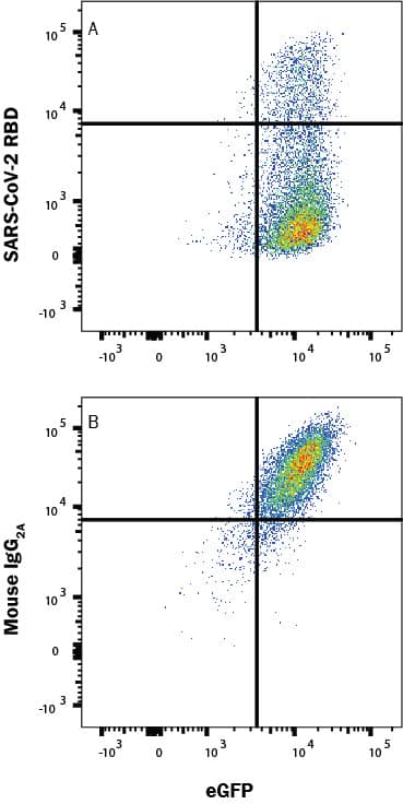 In a functional flow cytometry test, Recombinant SARS-Cov-2 Spike RBD His-tagged protein (10500-CV) binds to HEK293 human embryonic kidney cell line transfected with recombinant human ACE-2 and eGFP. (A) Binding is blocked by 50 µg/mL of Mouse Anti-SARS-Cov-2 Spike RBD Monoclonal Antibody (Catalog # MAB105801) but not by (B) Mouse IgG2A Isotype Control (MAB003). Protein binding was detected with Mouse Anti-His APC-conjugated Monoclonal Antibody (IC050A). Staining was performed using our Staining Membrane-Associated Proteins protocol.