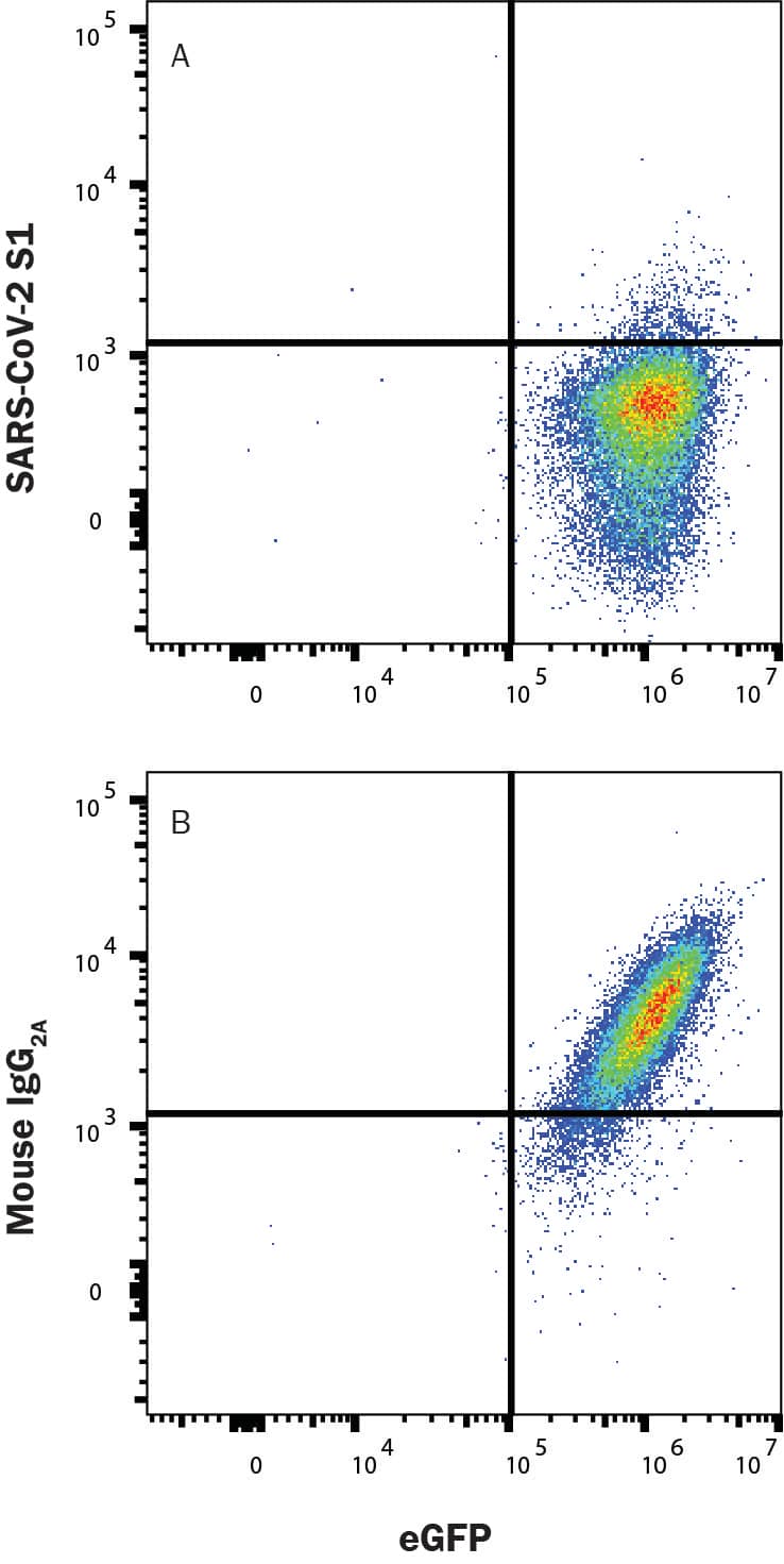 In a functional flow cytometry test, Recombinant SARS-Cov-2 Spike RBD His-tagged protein (10500-CV) binds to HEK293 human embryonic kidney cell line transfected with recombinant human ACE-2 and eGFP. (A) Binding is blocked by 50 µg/mL of Mouse Anti-SARS-Cov-2 Spike RBD Monoclonal Antibody (Catalog # MAB105801R) but not by (B) Mouse IgG2A Isotype Control (MAB003). Protein binding was detected with Mouse Anti-His APC-conjugated Monoclonal Antibody (IC050A). Staining was performed using our Staining Membrane-Associated Proteins protocol.