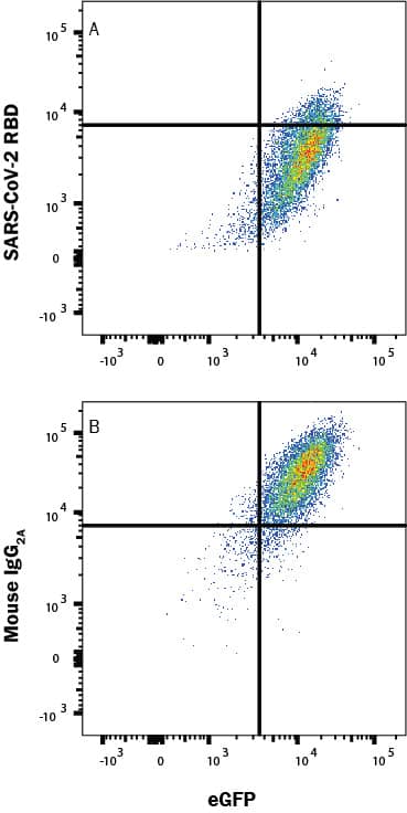 In a functional flow cytometry test, Recombinant SARS-Cov-2 Spike RBD His-tagged protein (10500-CV) binds to HEK293 human embryonic kidney cell line transfected with recombinant human ACE-2 and eGFP. (A) Binding is blocked by 50 µg/mL of Mouse Anti-SARS-Cov-2 Spike RBD Monoclonal Antibody (Catalog # MAB105802) but not by (B) Mouse IgG2A Isotype Control (MAB003). Protein binding was detected with Mouse Anti-His APC-conjugated Monoclonal Antibody (IC050A). Staining was performed using our Staining Membrane-Associated Proteins protocol.