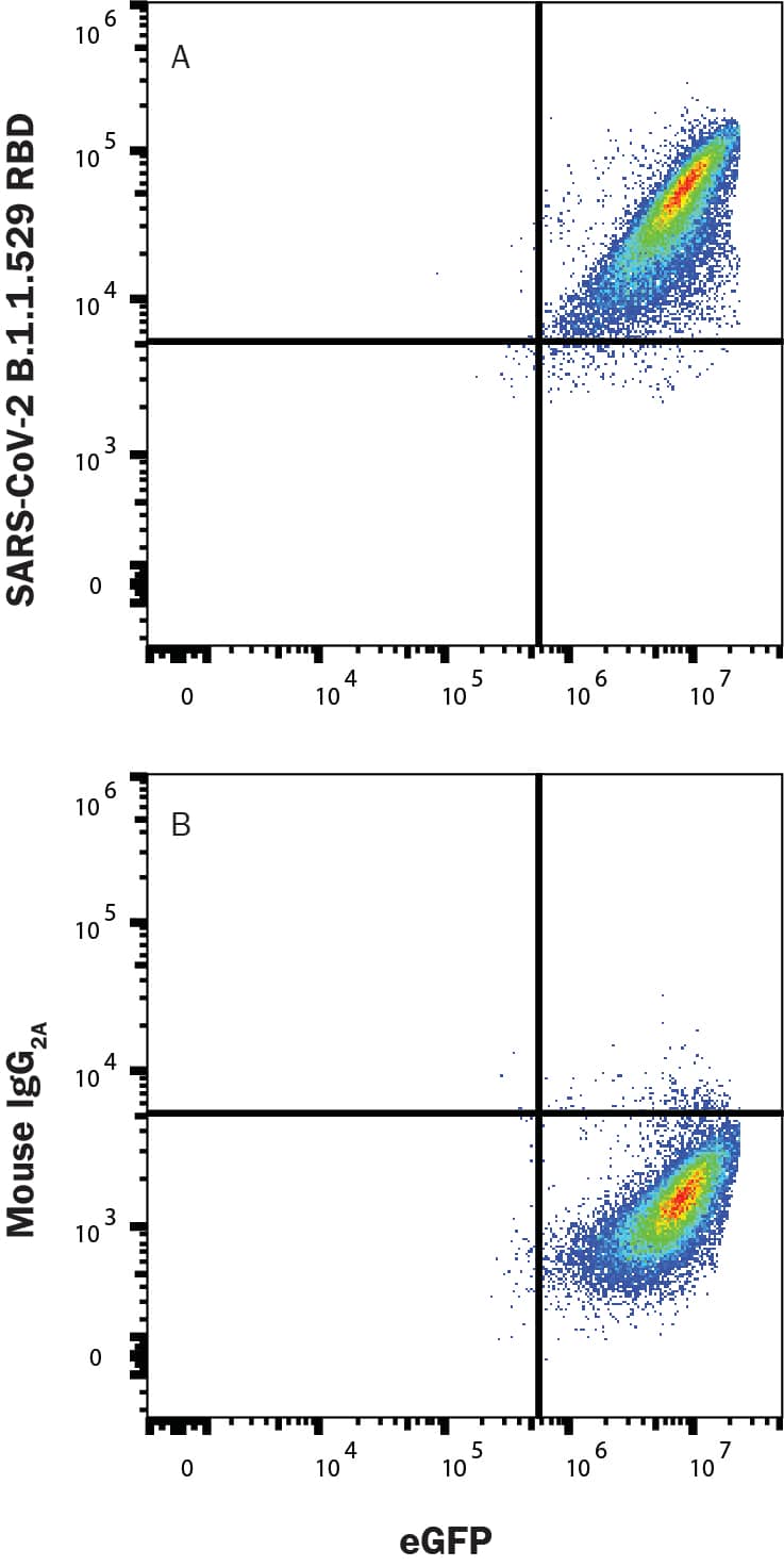 HEK293 human embryonic kidney cell line transfected with human ACE-2 and eGFP was incubated with Recombinant SARS-CoV-2 Omicron His-Tag protein (B.1.1.529 variant; 11056-CV), then stained with (A) Mouse Anti-SARS-CoV-2 Spike S1 Monoclonal Antibody (Catalog # MAB105805) or (B) Mouse IgG2A Isotype Control Antibody (MAB003) followed by Allophycocyanin-conjugated Anti-Mouse IgG Secondary Antibody (F0101B). Staining was performed using our Staining Membrane-associated Proteins protocol.