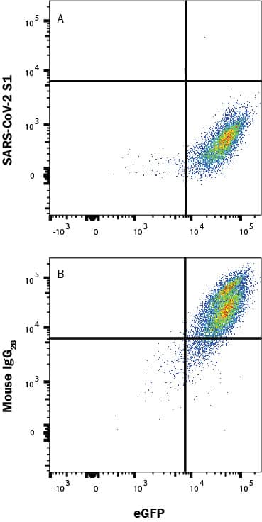 In a functional flow cytometry test, Recombinant SARS-Cov-2 Spike RBD His-tagged protein (10500-CV) binds to HEK293 human embryonic kidney cell line transfected with recombinant human ACE-2 and eGFP. (A) Binding is completely blocked by 50 µg/mL of Mouse Anti-SARS-Cov-2 Spike RBD Monoclonal Antibody (Catalog # MAB105806) but not by (B) Mouse IgG2B Isotype Control (MAB0041). Protein binding was detected with Mouse Anti-His APC-conjugated Monoclonal Antibody (IC050A). Staining was performed using our Staining Membrane-Associated Proteins protocol.