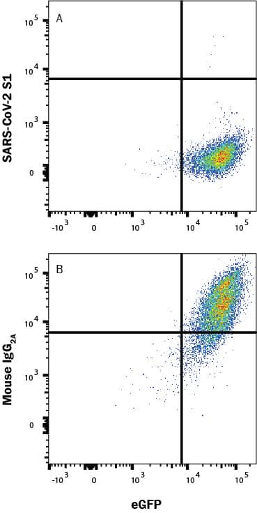 In a functional flow cytometry test, Recombinant SARS-Cov-2 Spike RBD His-tagged protein (10500-CV) binds to HEK293 human embryonic kidney cell line transfected with recombinant human ACE-2 and eGFP. (A) Binding is completely blocked by 50 µg/mL of Mouse Anti-SARS-Cov-2 Spike RBD Monoclonal Antibody (Catalog # MAB105807) but not by (B) Mouse IgG2A Isotype Control (MAB003). Protein binding was detected with Mouse Anti-His APC-conjugated Monoclonal Antibody (IC050A). Staining was performed using our Staining Membrane-Associated Proteins protocol.