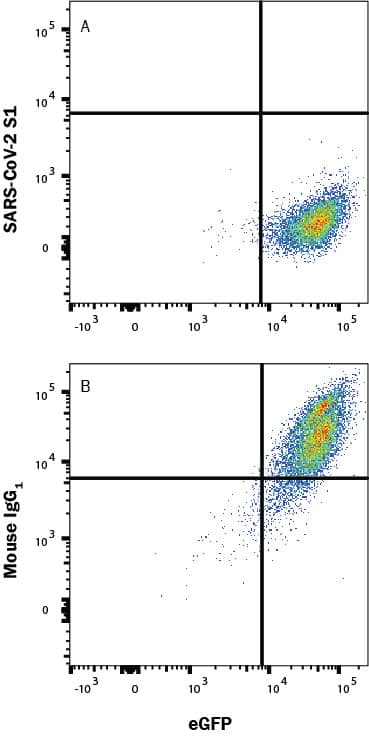 In a functional flow cytometry test, Recombinant SARS-Cov-2 Spike RBD His-tagged protein (10500-CV) binds to HEK293 human embryonic kidney cell line transfected with recombinant human ACE-2 and eGFP. (A) Binding is completely blocked by 50 µg/mL of Mouse Anti-SARS-Cov-2 Spike RBD Monoclonal Antibody (Catalog # MAB105808) but not by (B) Mouse IgG1 Isotype Control (MAB002). Protein binding was detected with Mouse Anti-His APC-conjugated Monoclonal Antibody (IC050A). Staining was performed using our Staining Membrane-Associated Proteins protocol.