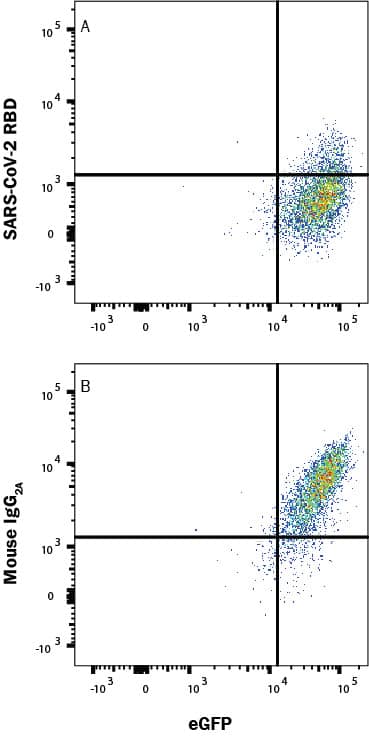 In a functional flow cytometry test, Recombinant SARS-Cov-2 Spike RBD His-tagged protein (10500-CV) binds to HEK293 human embryonic kidney cell line transfected with recombinant human ACE-2 and eGFP. (A) Binding is blocked by 50 µg/mL of Mouse Anti-SARS-Cov-2 Spike RBD Monoclonal Antibody (Catalog # MAB10580R) but not by (B) Mouse IgG2A Isotype Control (MAB003). Protein binding was detected with Mouse Anti-His APC-conjugated Monoclonal Antibody (IC050A). Staining was performed using our Staining Membrane-Associated Proteins protocol.