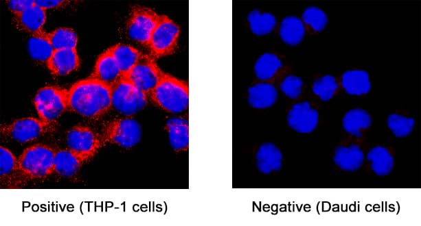 Immunocytochemistry EMILIN2 Antibody (1031401) [Unconjugated]