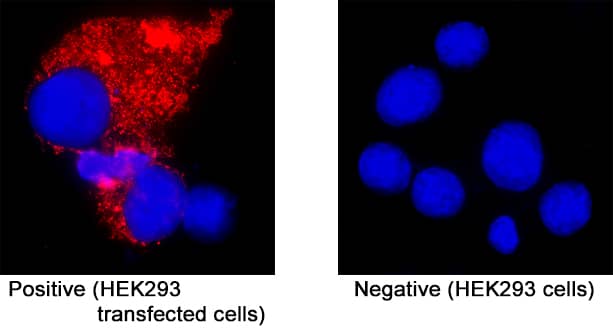 ORF3a was detected in immersion fixed HEK293 human embryonic kidney cell line transfected with SARS-CoV-2 (positive staining) and HEK293 human embryonic kidney cell line (non-transfected, negative staining) using Rabbit Anti-SARS-CoV-2 ORF3a Monoclonal Antibody (Catalog # MAB107061) at 3 &micro;g/mL for 3 hours at room temperature. Cells were stained using the NorthernLights&trade; 557-conjugated Anti-Rabbit IgG Secondary Antibody (red; NL004)  and counterstained with DAPI (blue). Specific staining was localized to cytoplasm. Staining was performed using our protocol for Fluorescent ICC Staining of Non-adherent Cells.
