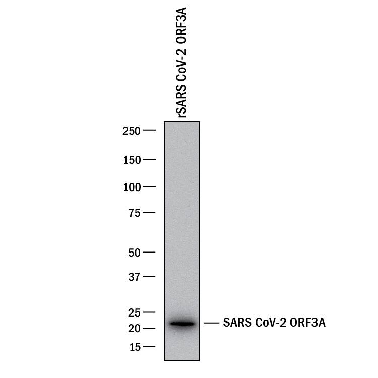 Western blot shows recombinant SARS-CoV-2 ORF3a peptide. PVDF membrane was probed with 1 µg/mL of Rabbit Anti-SARS-CoV-2 ORF3a Monoclonal Antibody (Catalog # MAB107061) followed by HRP-conjugated Anti-Mouse IgG Secondary Antibody (HAF018). A specific band was detected for ORF3a at approximately 22 kDa (as indicated). This experiment was conducted under reducing conditions and using Western Blot Buffer Group 1.
