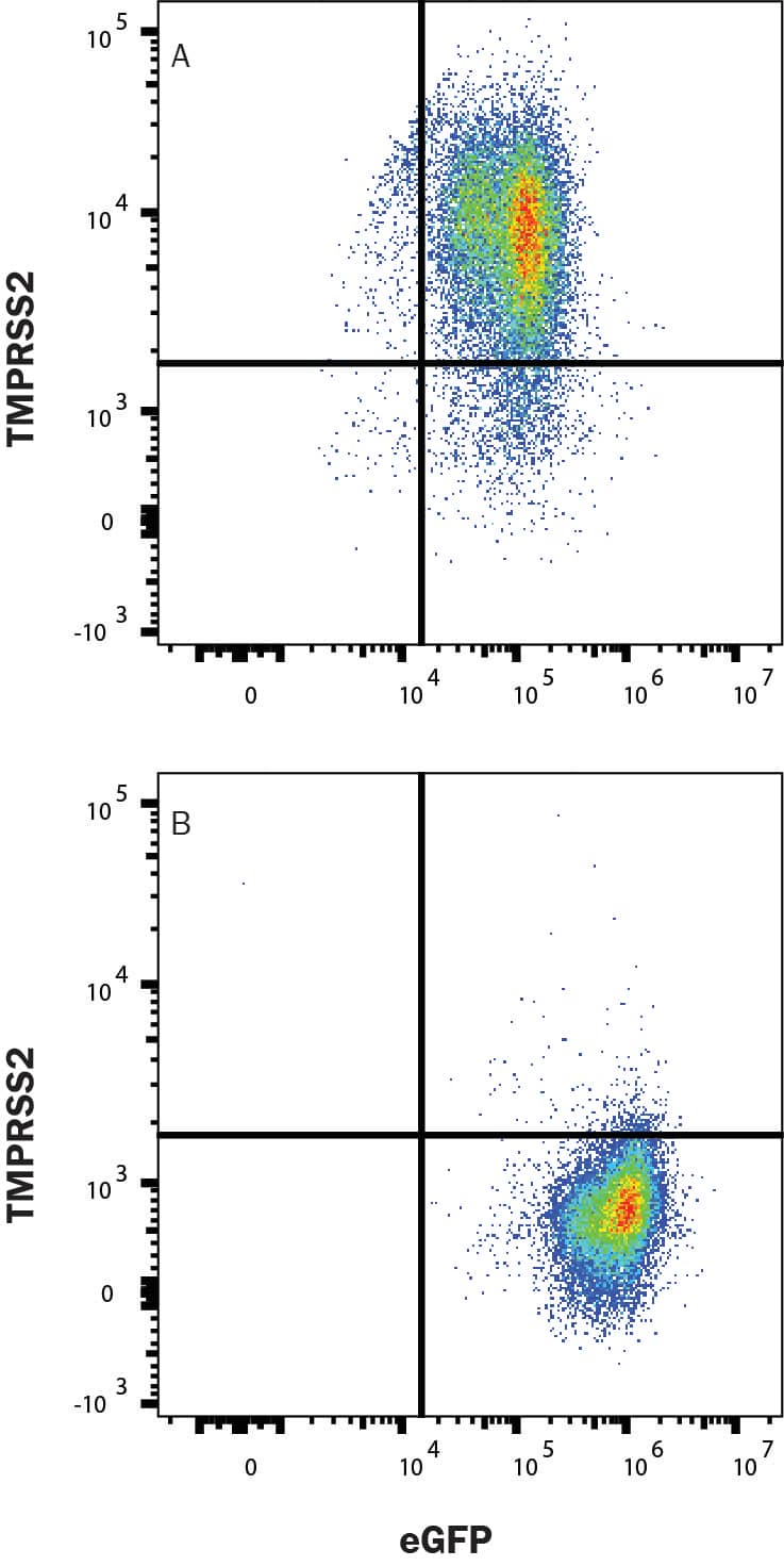 HEK293 human embryonic kidney cell line transfected with (A) human TMPRSS2 or (B) irrelevant protein, and eGFP was stained with Mouse Anti-Human TMPRSS2 Monoclonal Antibody (Catalog # MAB10723) followed by Allophycocyanin-conjugated Anti-Mouse IgG Secondary Antibody (F0101B). Quadrant markers were set based on control antibody staining (MAB0041). Staining was performed using our Staining Membrane-associated Proteins protocol.