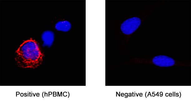 Immunocytochemistry Fc gamma RIIIA/CD16a Antibody (1041646) [Unconjugated]