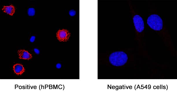 Fc gamma  RIIIA/CD16a was detected in immersion fixed human peripheral blood mononuclear cells (PBMCs) (positive staining) and A549 human lung carcinoma cell line (negative staining) using Mouse Anti-Human Fc gamma  RIIIA/CD16a Monoclonal Antibody (Catalog # MAB10751) at 8 µg/mL for 3 hours at room temperature. Cells were stained using the NorthernLights™ 557-conjugated Anti-Mouse IgG Secondary Antibody (red; Catalog # NL007) and counterstained with DAPI (blue). Specific staining was localized to plasma membrane. View our protocol for Fluorescent ICC Staining of Cells on Coverslips.