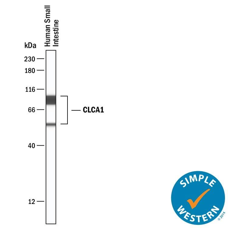 Simple Western lane view shows lysates of human small intestine, loaded at 0.2 mg/mL. Specific bands were detected for CLCA1 at approximately 55 and 89 kDa (as indicated) using 20 µg/mL of Mouse Anti-Human CLCA1 Monoclonal Antibody (Catalog # MAB10766) . This experiment was conducted under reducing conditions and using the 12-230 kDa separation system.