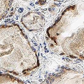 Immunohistochemistry VSTM4 Antibody (2694B) [Unconjugated]