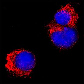 ORF8 was detected in immersion fixed HEK293 human embryonic kidney cell line transfected with SARS-CoV-2 (positive staining) and HEK293 human embryonic kidney cell line (non-transfected, negative staining) using Mouse Anti-SARS-CoV-2 ORF8 Monoclonal Antibody (Catalog # MAB10820) at 8 &micro;g/mL for 3 hours at room temperature. Cells were stained using the NorthernLights&trade; 557-conjugated Anti-Mouse IgG Secondary Antibody (red; NL007) and counterstained with DAPI (blue). Specific staining was localized to cytoplasm. Staining was performed using our protocol for Fluorescent ICC Staining of Non-adherent Cells.