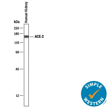 Simple Western lane view shows lysates of human kidney, loaded at 0.2 mg/mL. A specific band was detected for ACE‑2 at approximately 153 kDa (as indicated) using 20 µg/mL of Mouse Anti-Human ACE‑2 Monoclonal Antibody (Catalog # MAB10821) . This experiment was conducted under reducing conditions and using the 12-230 kDa separation system.