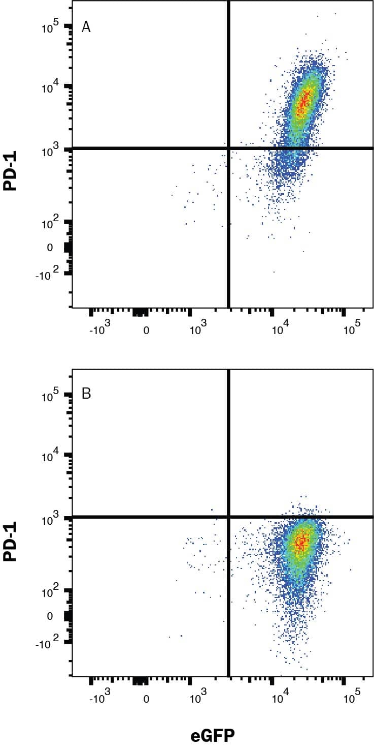 HEK293 human embryonic kidney cell line transfected with either (A) human PD-1 or (B) irrelevant protein, and eGFP, was stained with Mouse anti-human PD-1 monoclonal antibody (Catalog # MAB10866) followed by Allophycocyanin-conjugated anti-Mouse IgG Secondary Antibody (F0101B). Quadrant markers were set based on control antibody staining (MAB002, data not shown). Staining was performed using our Staining Membrane-Associated Proteins protocol.