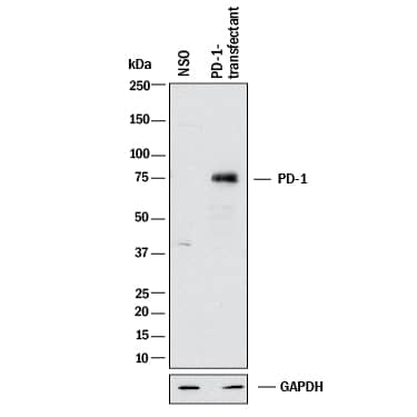 Western blot shows lysates of NS0 mouse myeloma cell line mock transfected or transfected with human PD-1. PVDF membrane was probed with 2 µg/mL of Mouse Anti-Human PD‑1 Monoclonal Antibody (Catalog # MAB10866) followed by HRP-conjugated Anti-Mouse IgG Secondary Antibody (HAF018). A specific band was detected for PD‑1 at approximately 75 kDa (as indicated). GAPDH (2275-PC-100) is shown as a loading control.This experiment was conducted under reducing conditions and using Western Blot Buffer Group 1.