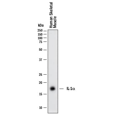 Western blot shows lysates of human skeletal muscle. PVDF membrane was probed with 2 µg/mL of Mouse Anti-Human IL‑1 alpha /IL‑1F1 Monoclonal Antibody (Catalog # MAB10891) followed by HRP-conjugated Anti-Mouse IgG Secondary Antibody (HAF018). A specific band was detected for IL‑1 alpha /IL‑1F1 at approximately 17 kDa (as indicated). This experiment was conducted under reducing conditions and using Western Blot Buffer Group 1.
