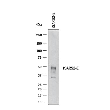 Western blot shows recombinant SARS-CoV-2 envelope. PVDF membrane was probed with 2 µg/mL of Mouse Anti-SARS-CoV-2 Envelope Monoclonal Antibody (Catalog # MAB10894) followed by HRP-conjugated Anti-Mouse IgG Secondary Antibody (HAF018). A specific band was detected for Envelope at approximately 50 kDa (as indicated). This experiment was conducted under reducing conditions and using Western Blot Buffer Group 1.