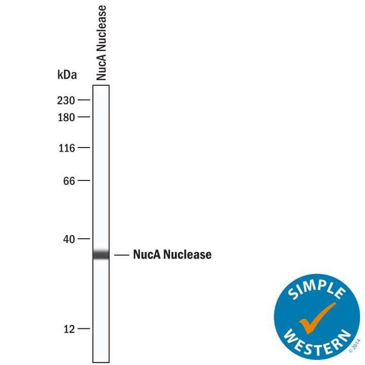 Simple Western lane view shows recombinant NucA nuclease protein, loaded at 0.2  mg/mL. A specific band was detected for NucA nuclease at approximately 35 kDa (as indicated) using 10 µg/mL of Rabbit Anti-NucA nuclease Monoclonal Antibody (Catalog # MAB10912). This experiment was conducted under reducing conditions and using the 12-230 kDa separation system.